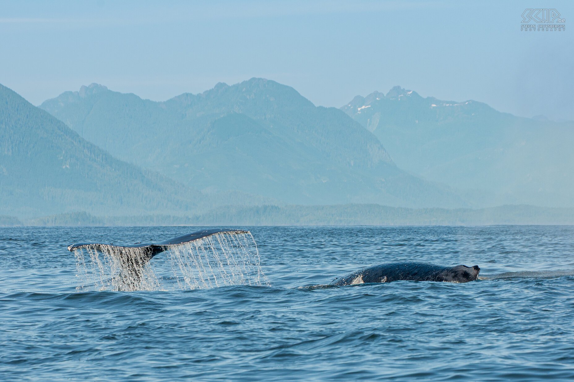 Tofino - Humpback whale  Stefan Cruysberghs